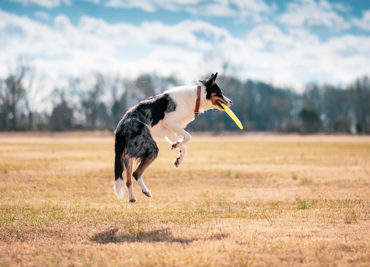 dog, fetch, disc