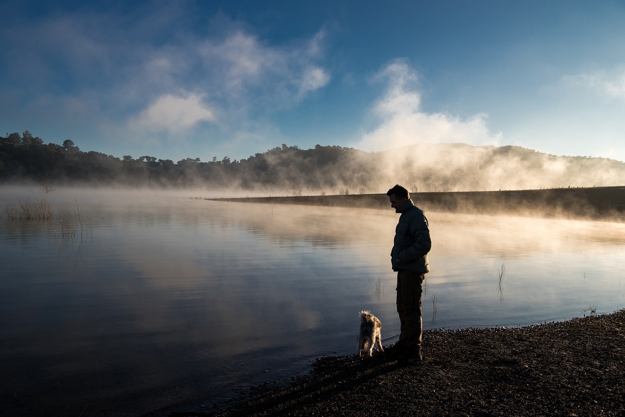 fog, pet, animal